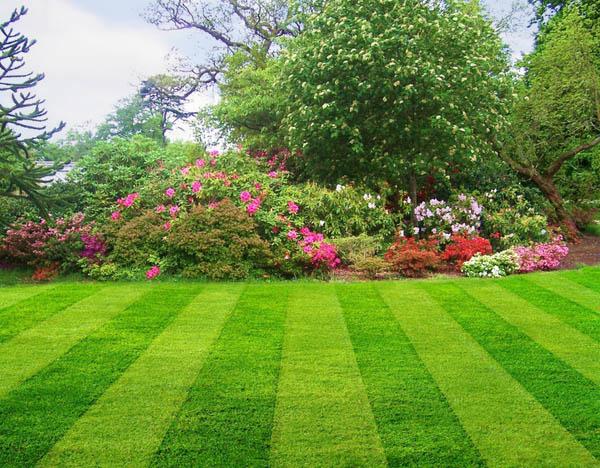 В какой грунт лучше сажать газонную траву. Когда сажать газон на загородном участке – преимущества весенней и летней посадки